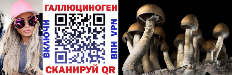 где можно купить Анива Галлюциногенные грибы Psilocybe